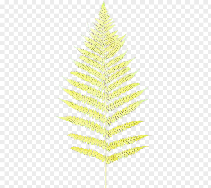 Christmas Tree Ornament Spruce Day Fir PNG