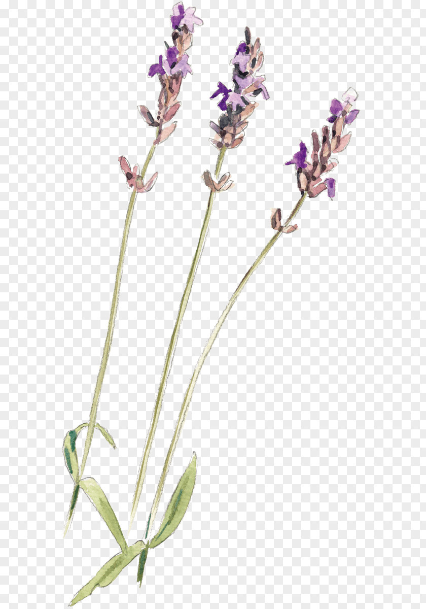 Lavandula English Lavender Common Sage Plant Stem PNG