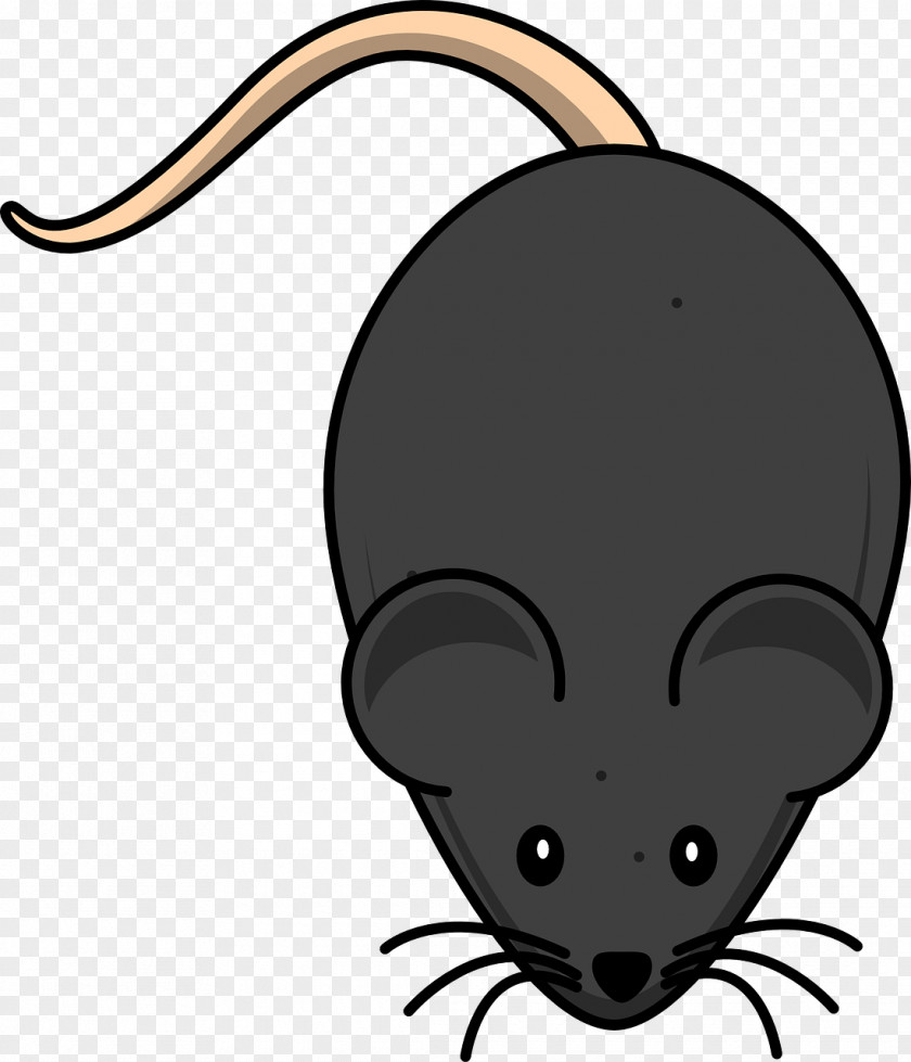 Mouse Laboratory Rat Clip Art PNG