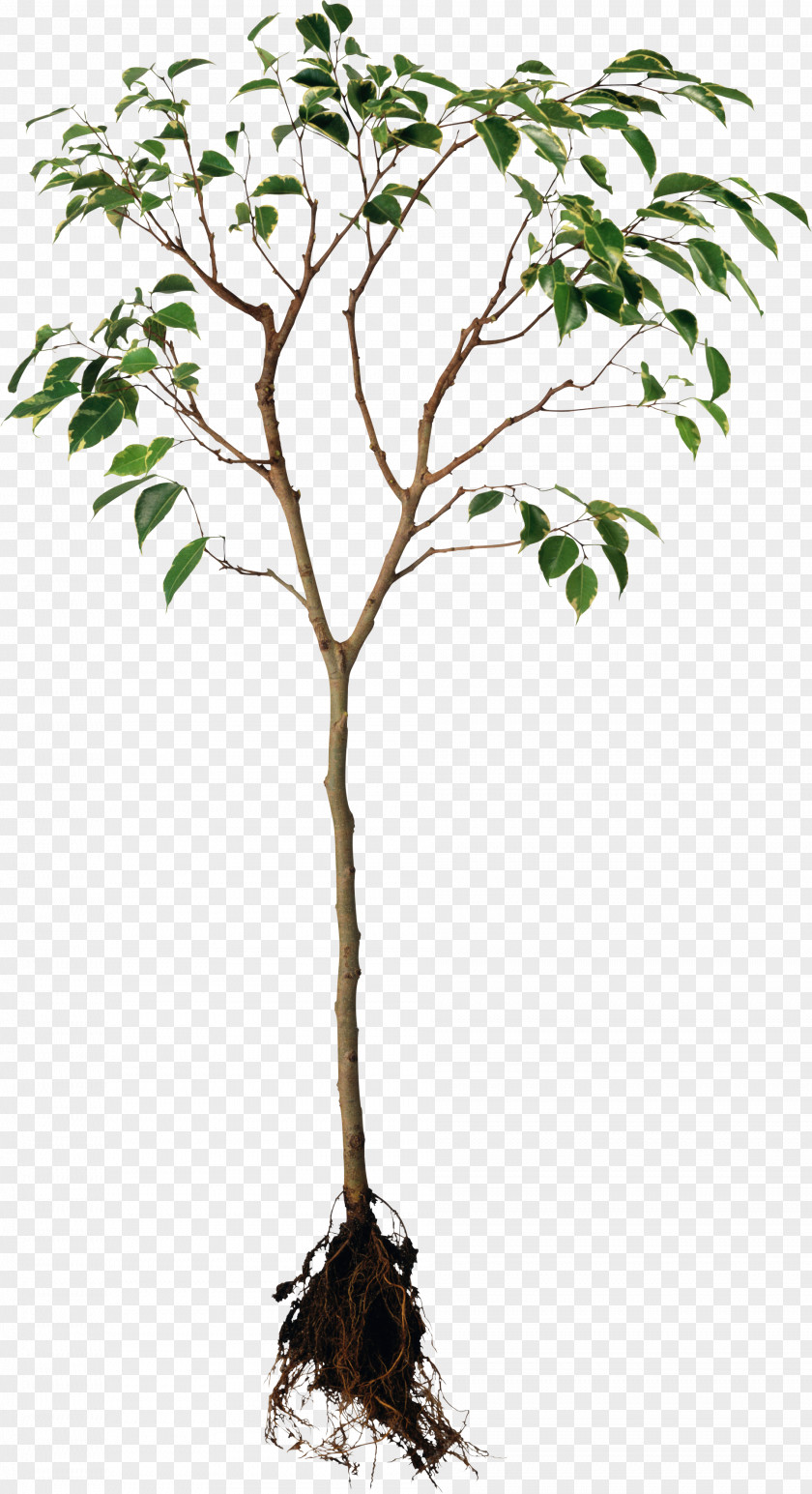 Orange Tree Root Plant Rhizome PNG