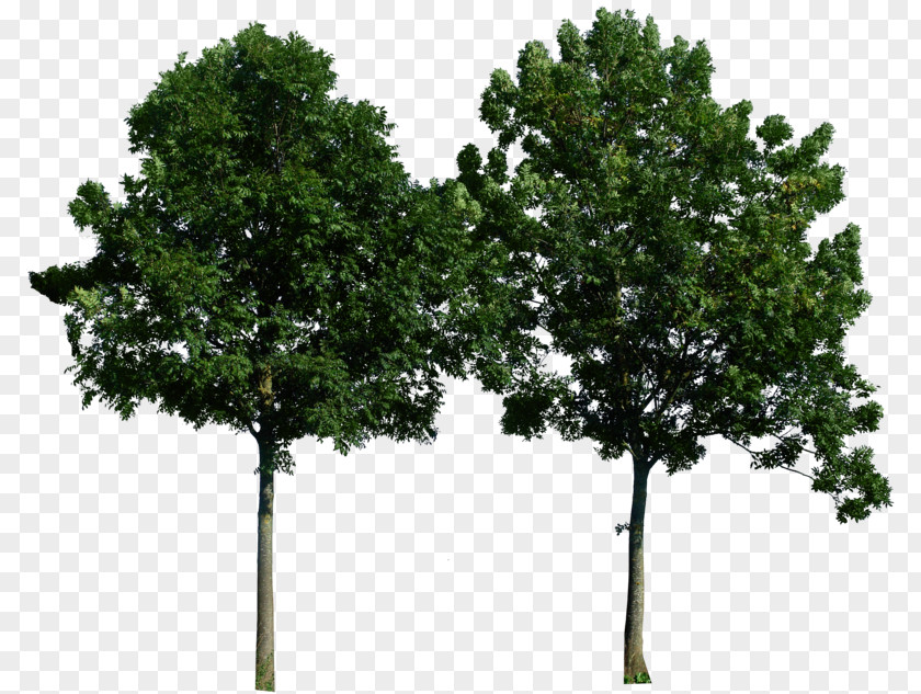 Trees Download Tree Clip Art PNG