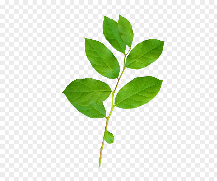 Leaf Twig Tree PNG