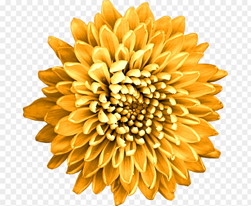 Azaleacutee Badge MoneySavingExpert.com Limited Price Chrysanthemum YouTube PNG