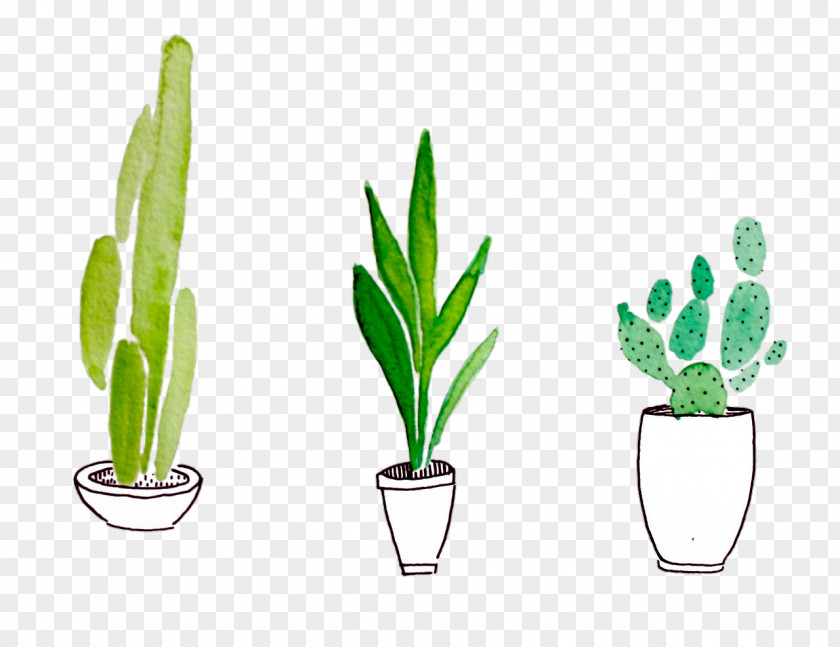 Cactus Plant Drawing Watercolor Painting Cactaceae PNG