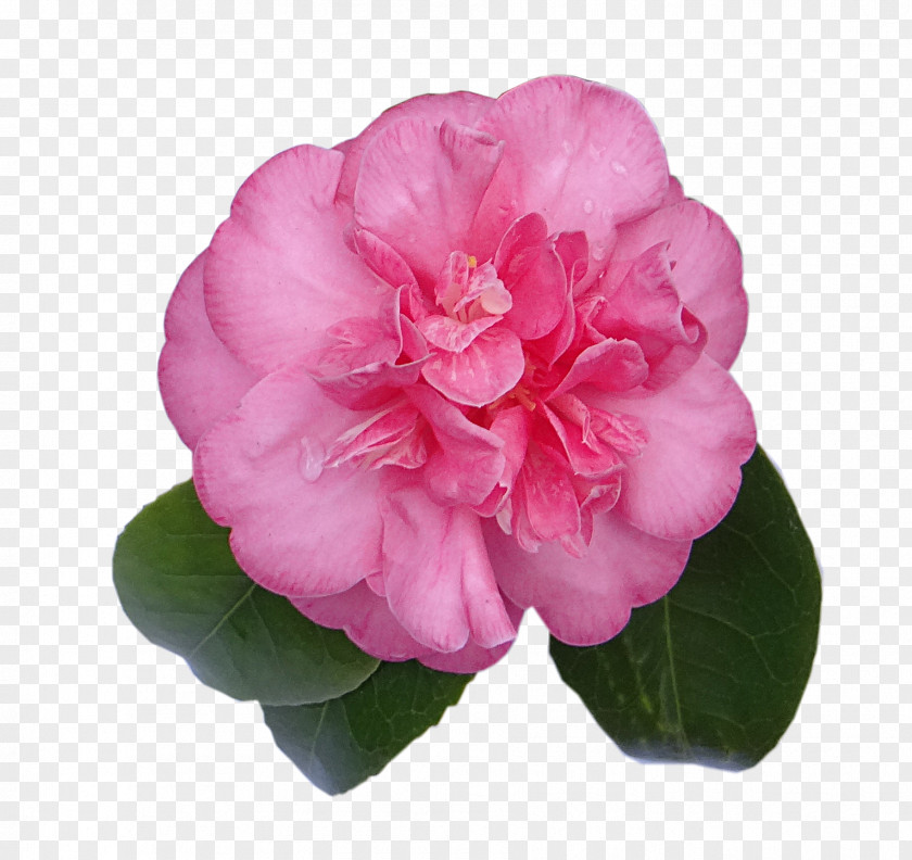 Digital Scrapbooking Embellishment Japanese Camellia PNG