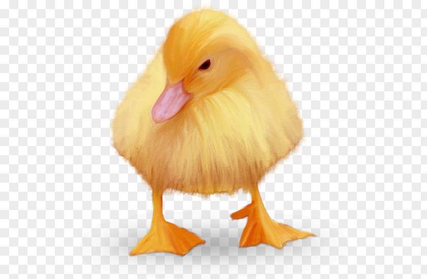 Duck Chicken Domestic Goose Zwierzęta Hodowlane PNG
