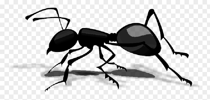 Emmet Background Atom Ant Clip Art Insect PNG