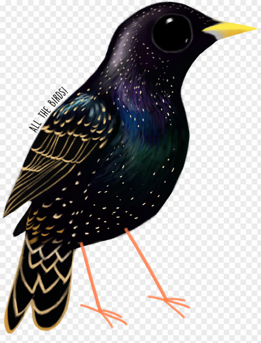 Feather Common Starling Fauna Beak PNG