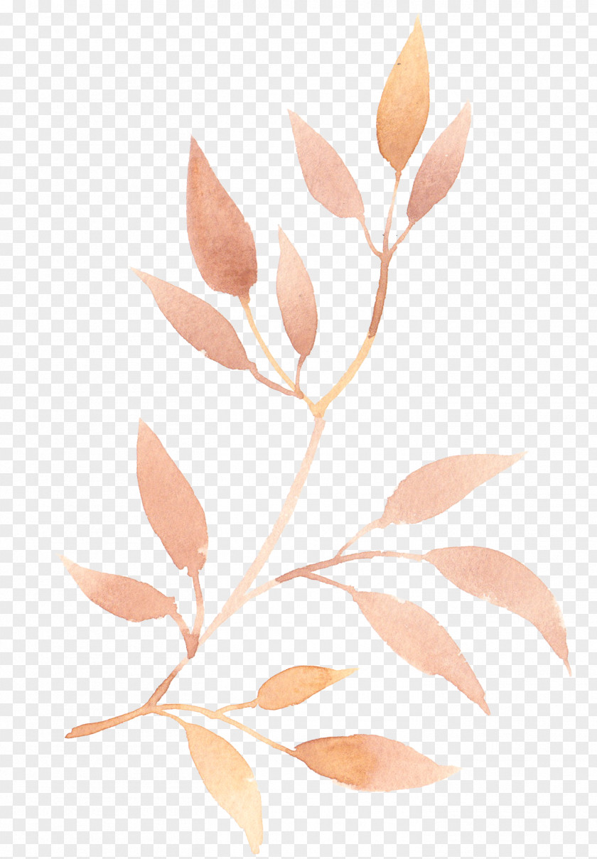 Leaf Drawing Clip Art Branch PNG