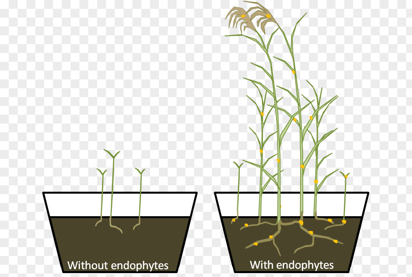 Plant Grasses Phragmites Endophyte Research PNG