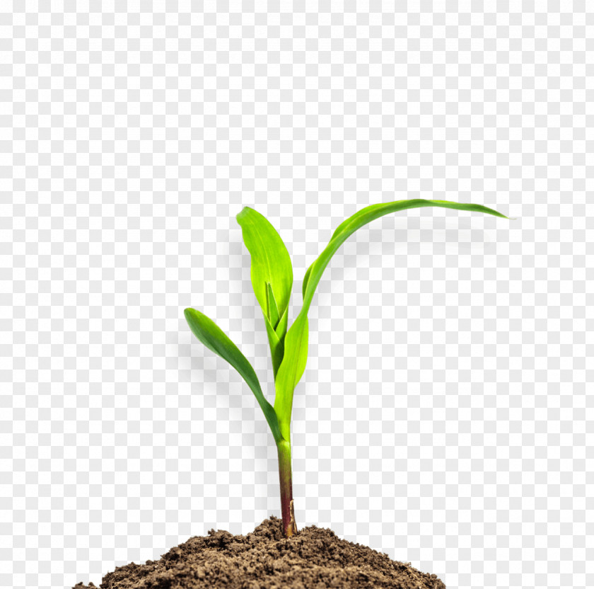 Plant Maize Seedling Stock Photography Soil PNG