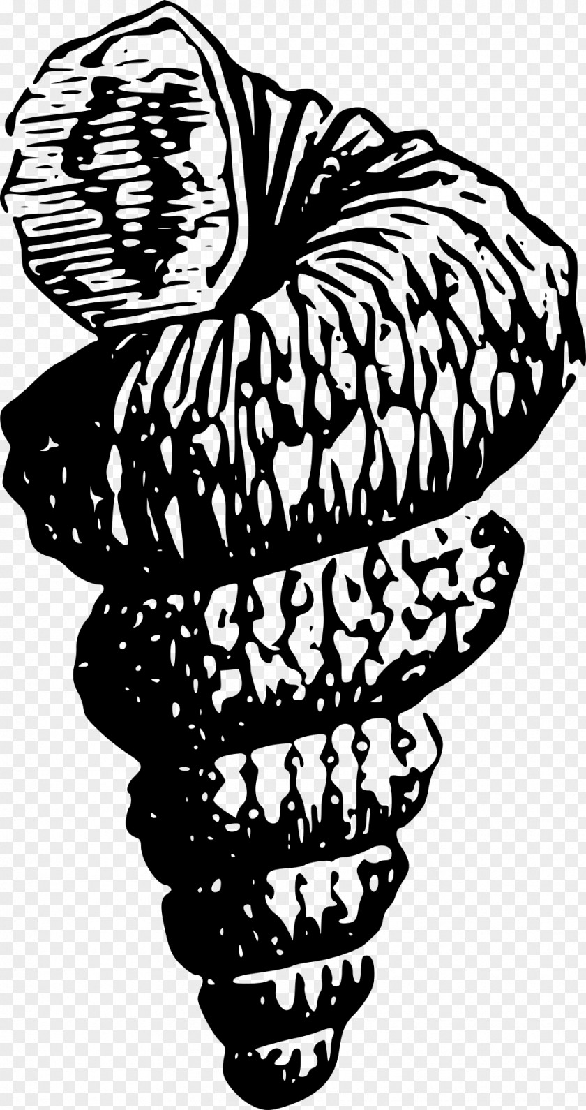 Seashell Drawing Clip Art PNG