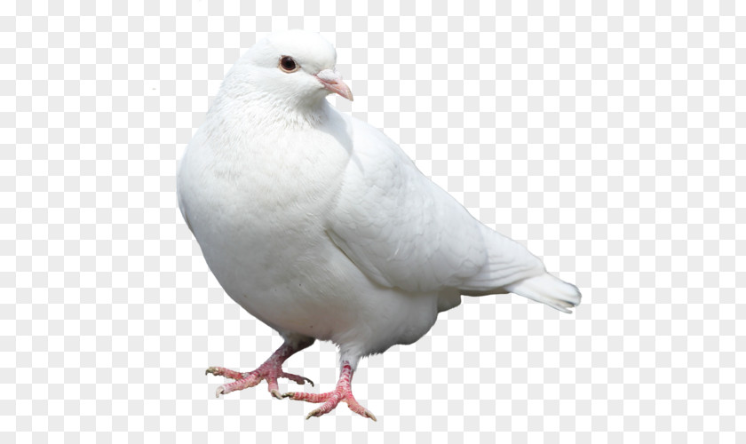 Bird Columbidae Stock Dove Domestic Pigeon PNG