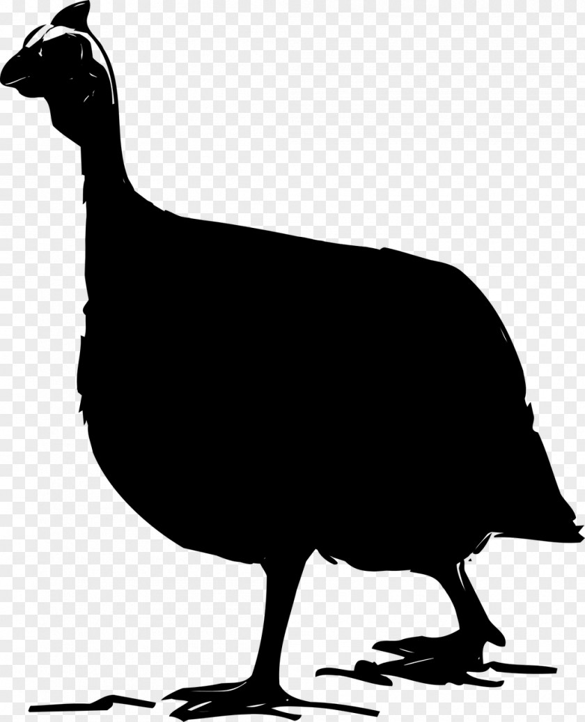 Chicken Cygnini Goose Duck Water Bird PNG