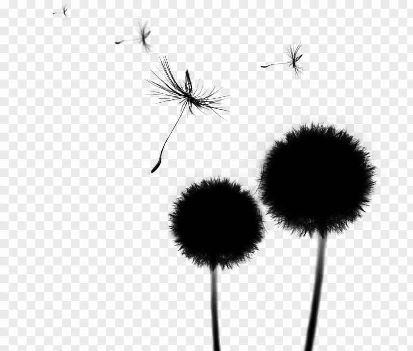 Dandelion Desktop Wallpaper Silhouette Line Black PNG