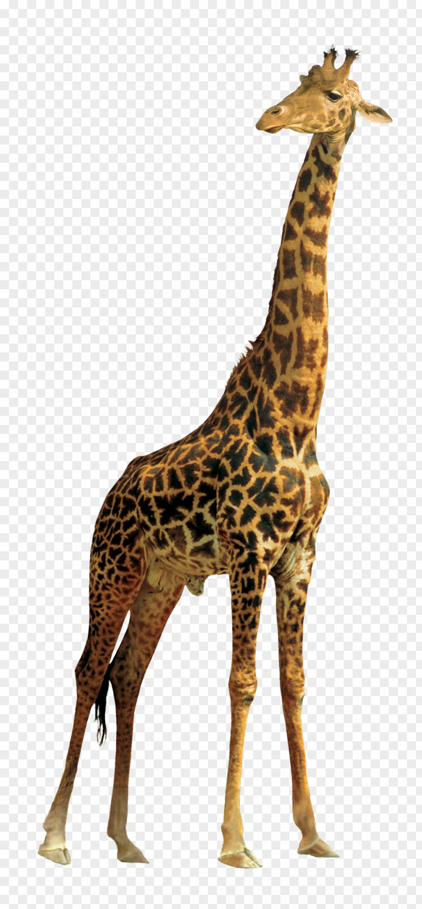 Giraffe Clip Art PNG