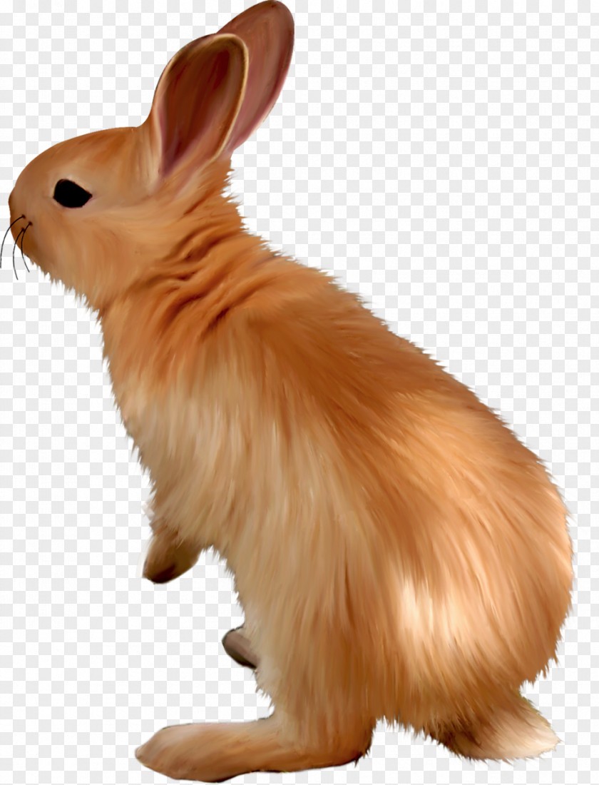 Oven Domestic Rabbit Hare Dog Whiskers Mammal PNG