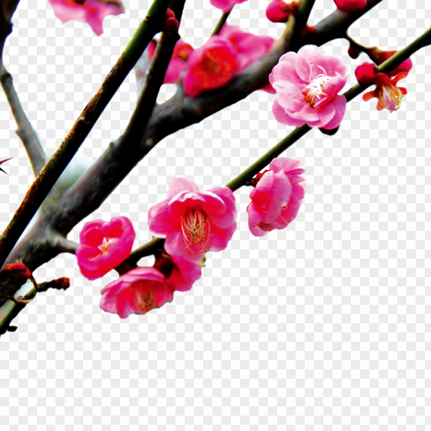 Peach Blossoms Cherry Blossom Pink PNG
