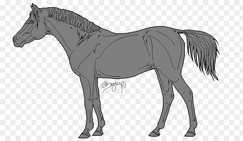 Arabian Horse Mule Oligocene Mustang Stallion Foal PNG
