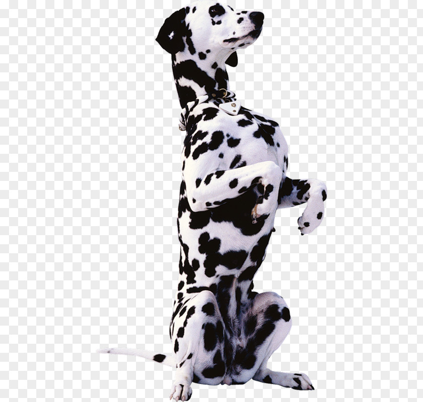 Cat Dalmatian Dog Bernese Mountain Beagle Basset Hound Rottweiler PNG