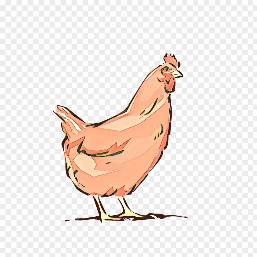 Comb Livestock Chicken Bird Cartoon Rooster Beak PNG