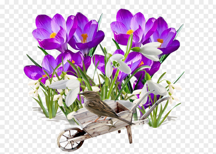 Crocus Spring Flower Transplanting Garden PNG