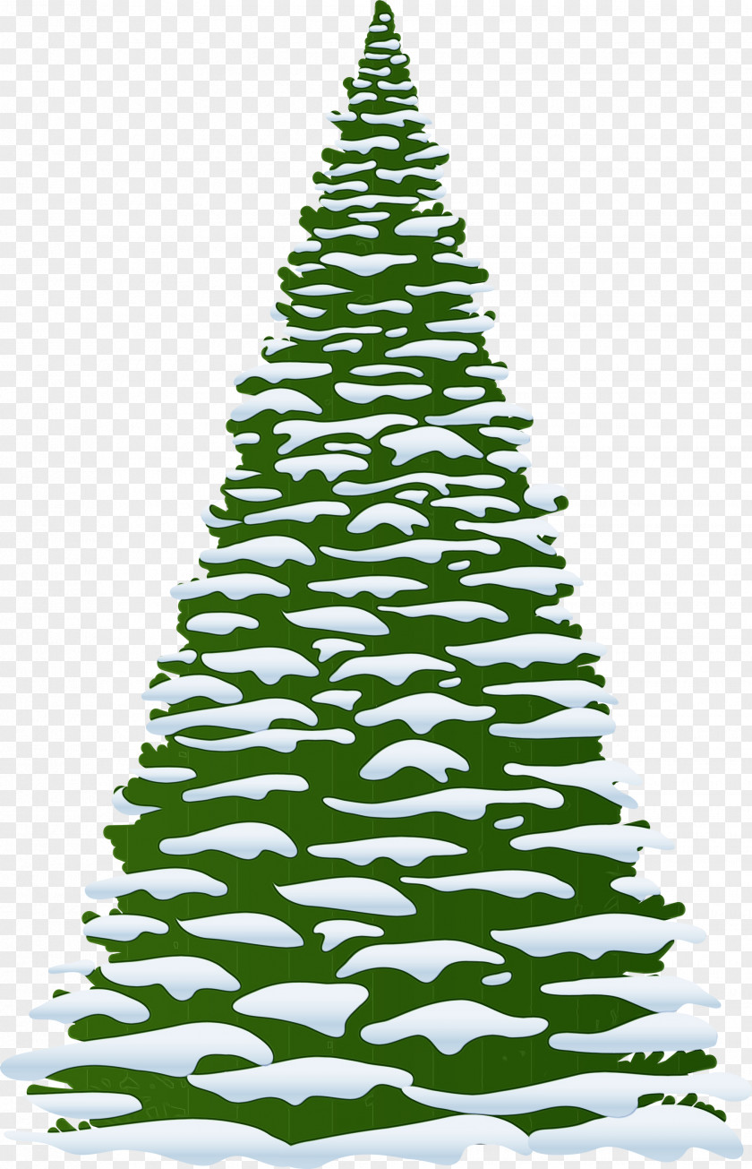 Cypress Family Balsam Fir Christmas Black And White PNG