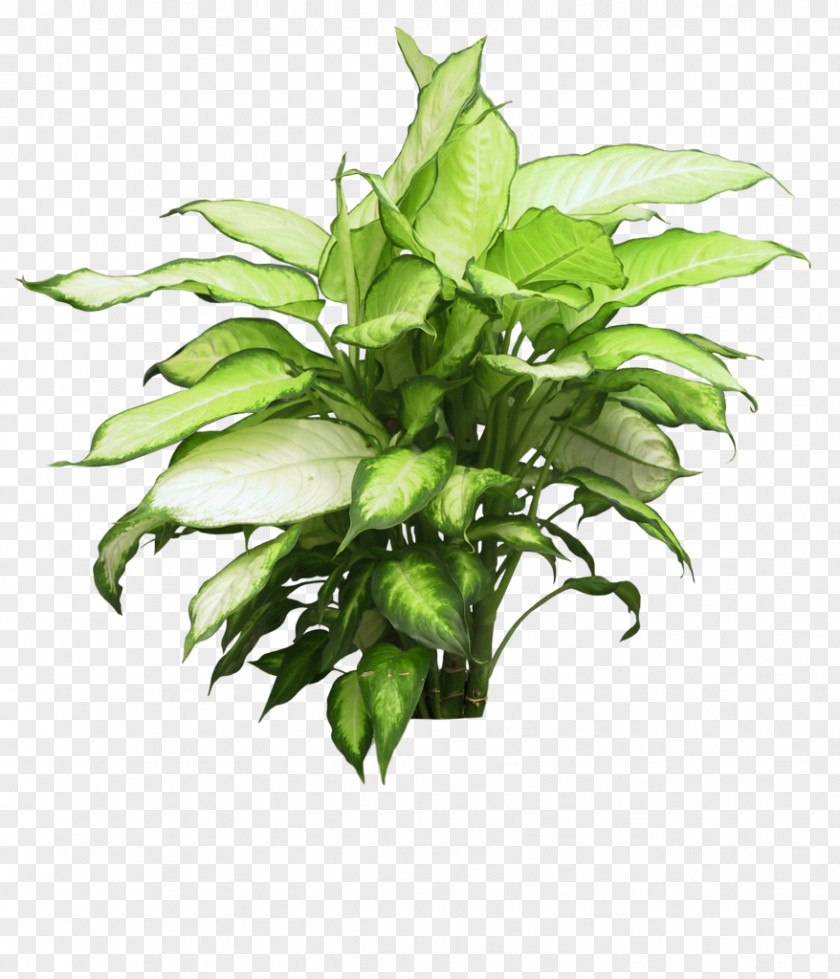 Dwarf Shrub Clip Art Flowerpot Houseplant Image PNG