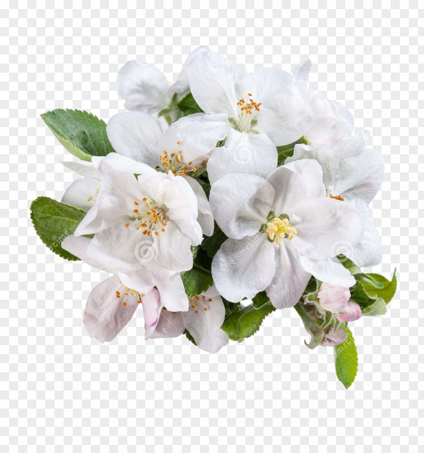 Green Apple Flowers White Flower PNG