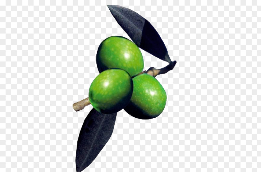 Olive Fruit PNG
