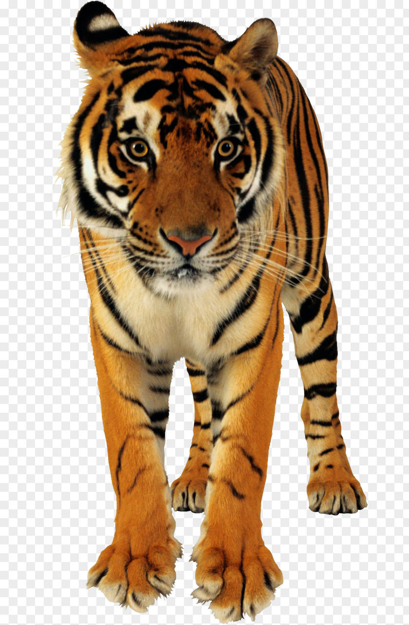 Tiger Woods Bengal Cat Lion Golden PNG