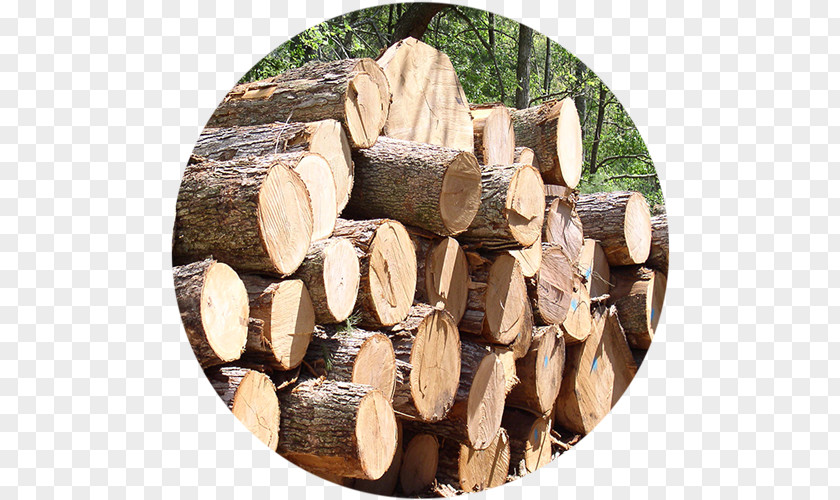 Wood Công Ty CP Tổng Hợp Gỗ Tân Mai Building Materials Plywood Lumber PNG