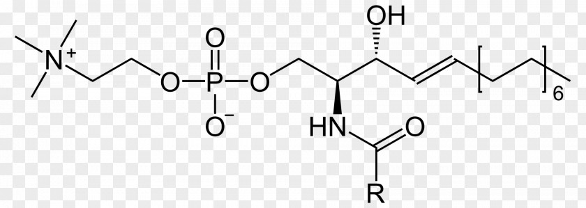 Ceramide Sphingolipid Sphingomyelin Cerebroside PNG