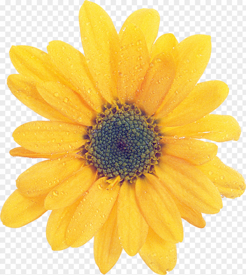 Dahlia Internet Common Sunflower PNG