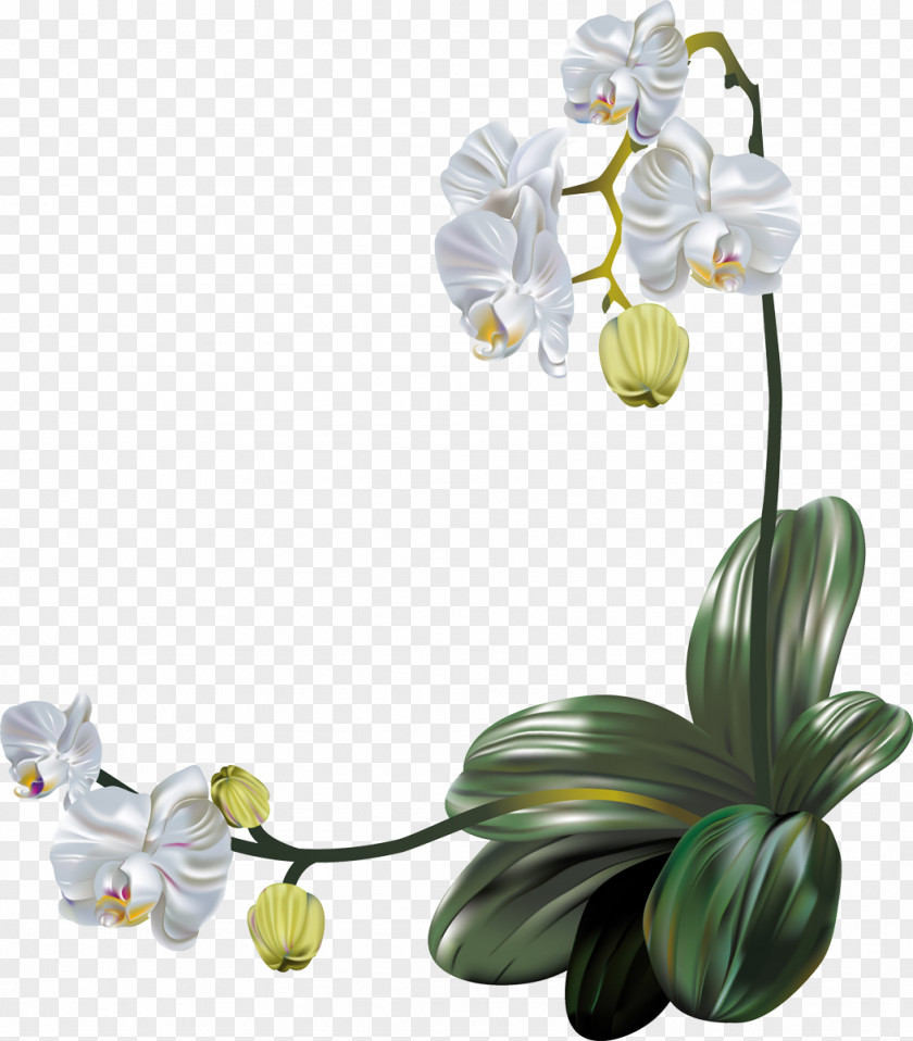 Orchid Orchids Flower PNG
