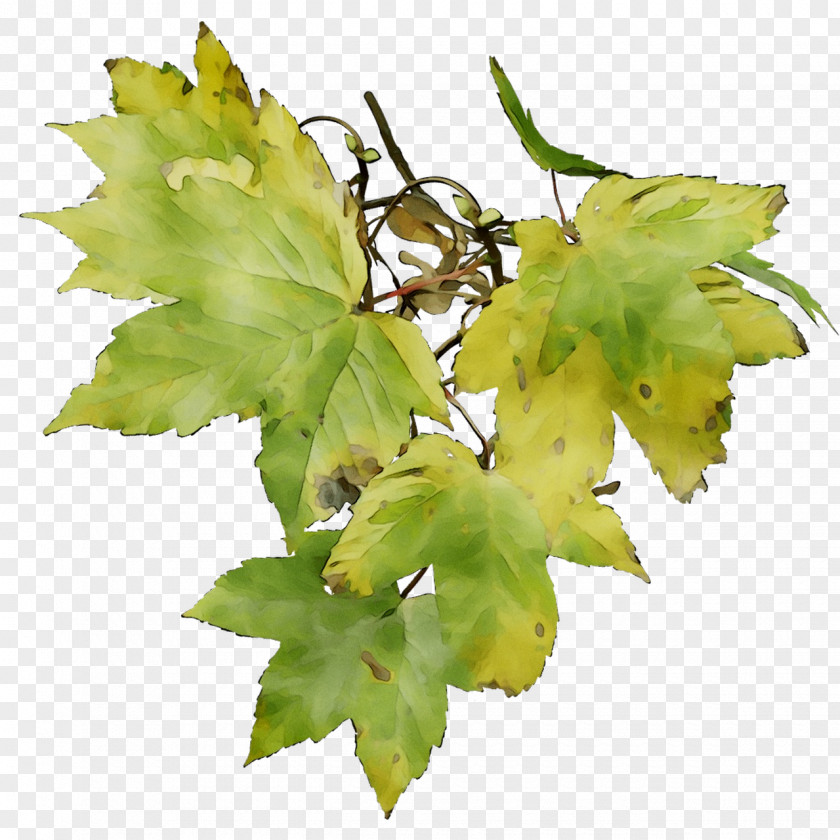 Twig Grapevines Grape Leaves Leaf Plant Stem PNG