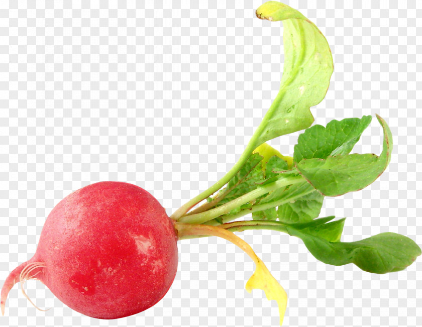 Beet Flower Radish Transparency Vegetable Food Turnip PNG