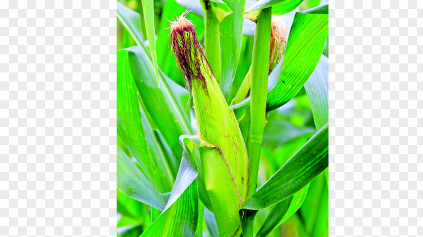 Corn Los Santos Province Coclé Bocas Del Toro Crop Agriculture PNG