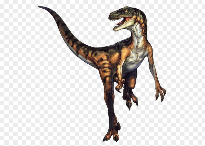Dinosaur Velociraptor Tyrannosaurus Deinonychus Sinosauropteryx PNG