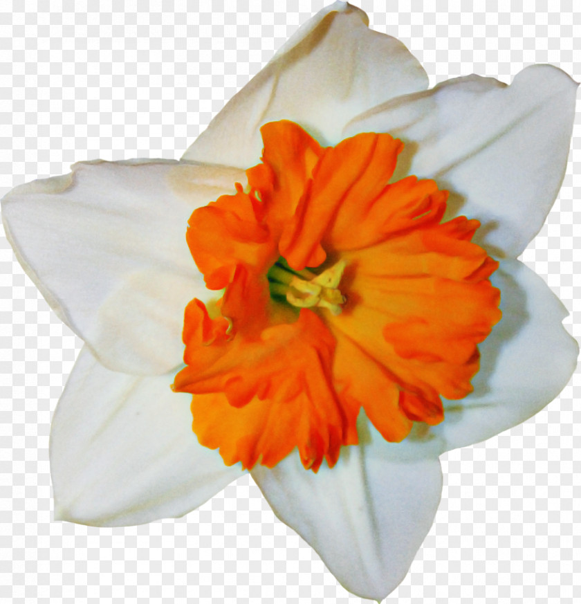 Orange PNG