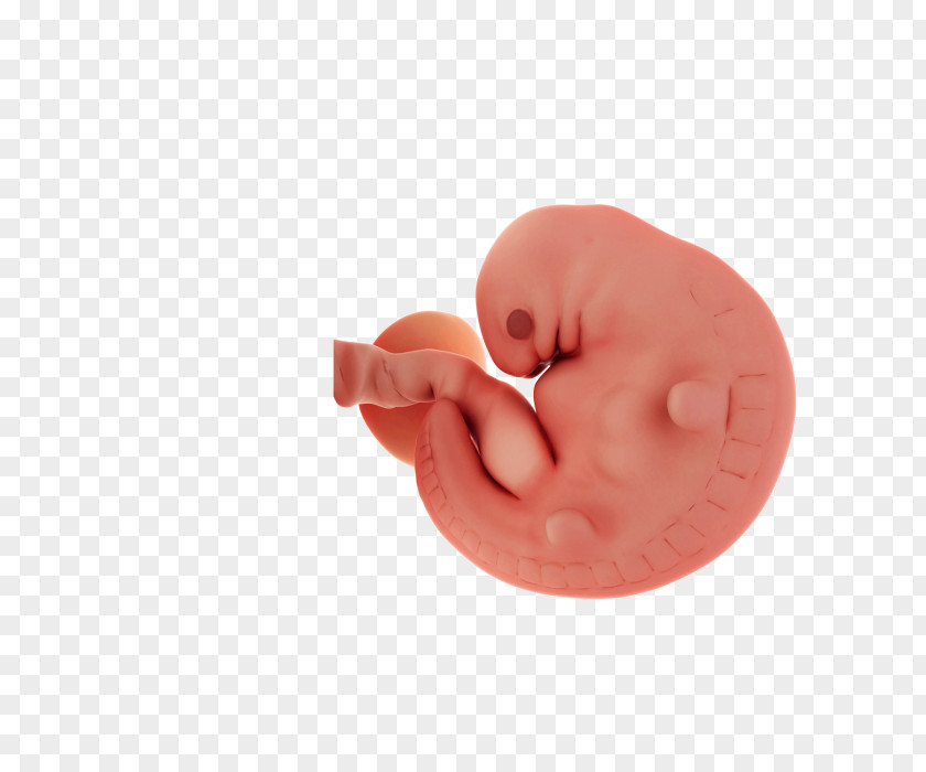 Pregnancy Embryo Uterus Clip Art PNG