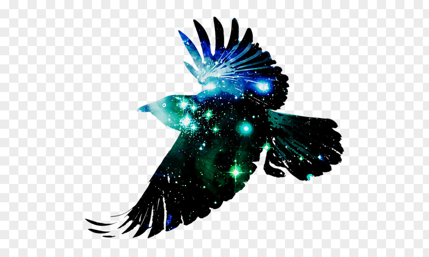 Raven Bird Common Desktop Wallpaper Crow Flight PNG