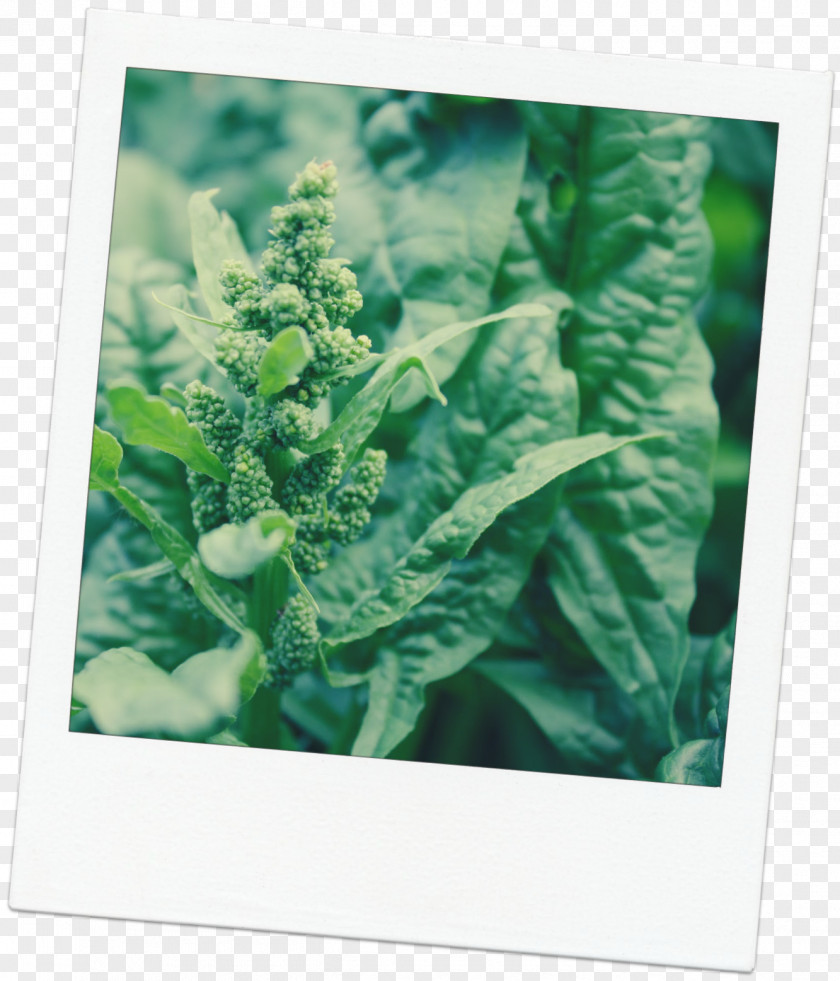 Spinach Leaf Vegetable Kale Vitamin PNG