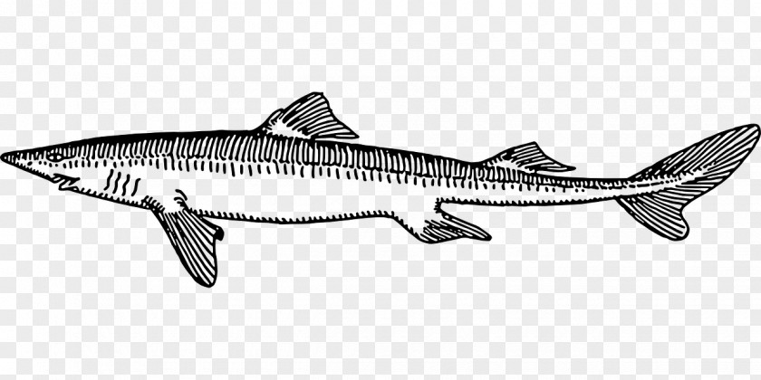 Fish Drawing Salmon Tiger Shark PNG