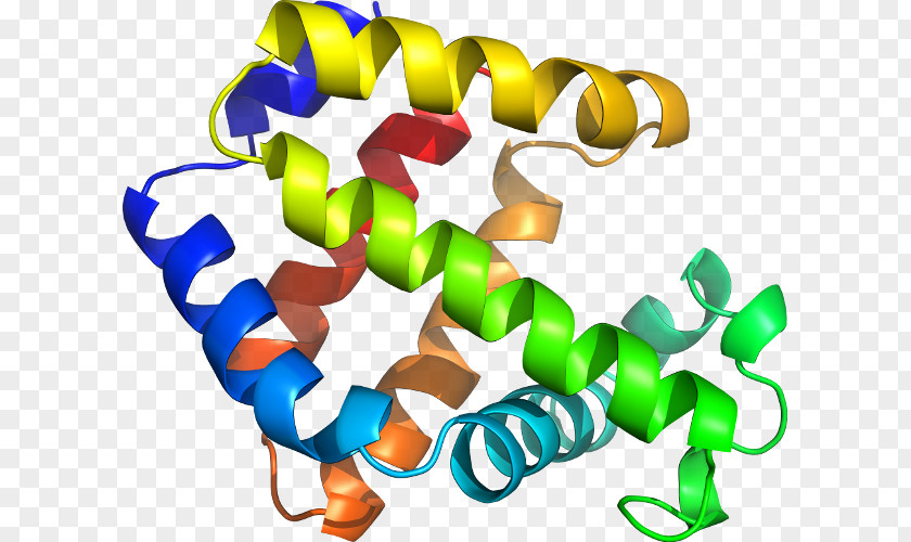 Globin Clip Art Line Immunohistochemistry PNG