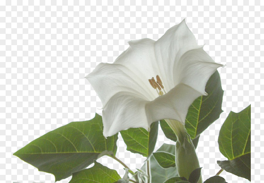 Plant Angel's Trumpet Jimsonweed Family Floral Formula PNG