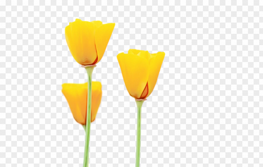 Plant Stem Cut Flowers Tulip Petal Yellow PNG