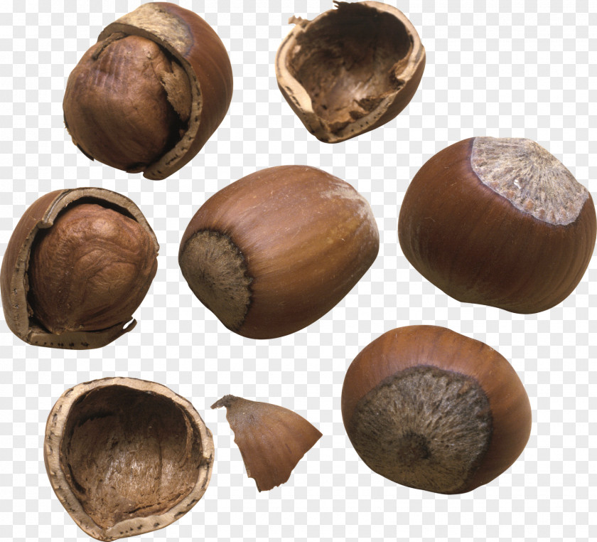 Walnut Hazelnut Nuts Auglis PNG