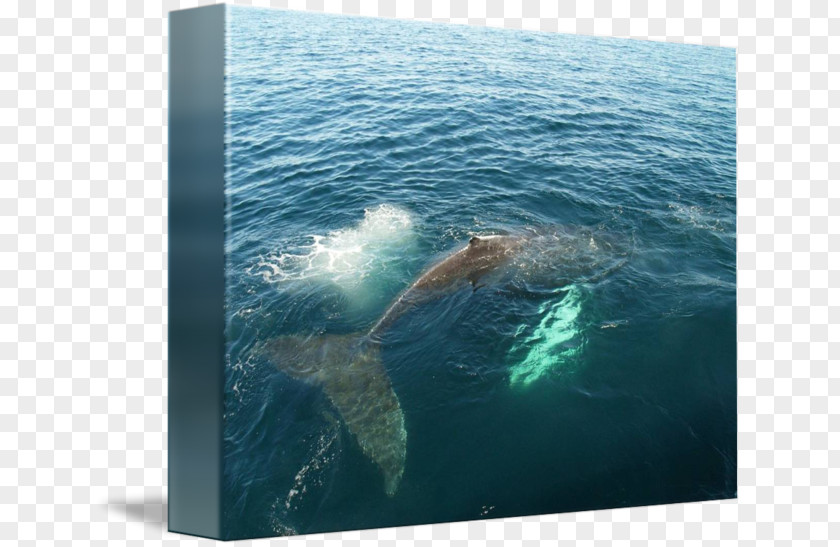 Whale Watercolor Gray Ocean 52-hertz Dolphin PNG