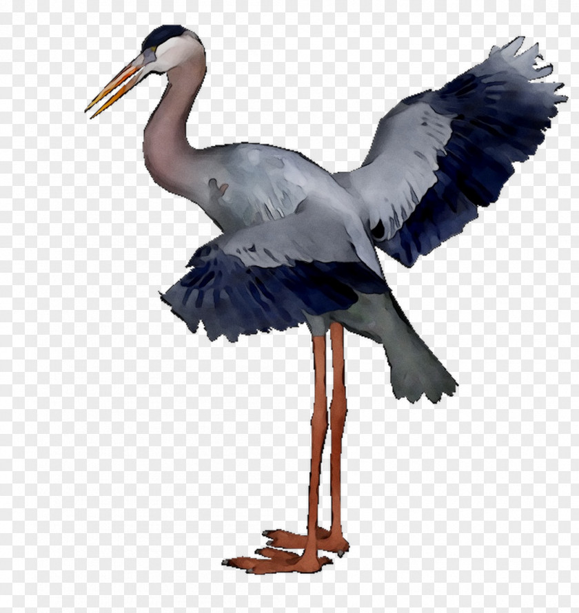 White Stork Beak Wader Neck PNG